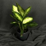 Комнатный цветок &laquo;Диффенбахия&raquo;