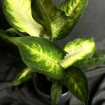 Комнатный цветок &laquo;Диффенбахия&raquo;