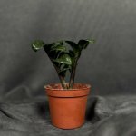 Комнатный цветок &laquo;Замиокулькас Зензи&raquo;