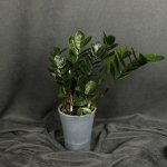 Комнатный цветок &laquo;Замиокулькас&raquo;