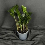Комнатный цветок &laquo;Замиокулькас&raquo;