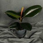 Комнатный цветок &laquo;Фикус Эластика Абиджан&raquo;