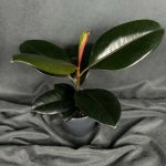 Комнатный цветок &laquo;Фикус Эластика Абиджан&raquo;