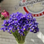 Ирис &laquo;Сиреневый&raquo;