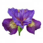 Ирис &laquo;Сиреневый&raquo;