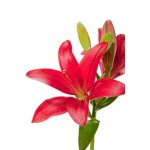 Лилия &laquo;Красная&raquo;&lrm;