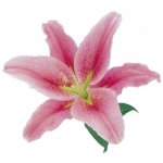 Лилия &laquo;Розовая&raquo;&lrm;