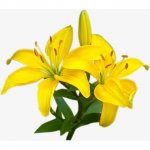 Лилия &laquo;Жёлтая&raquo;&lrm;