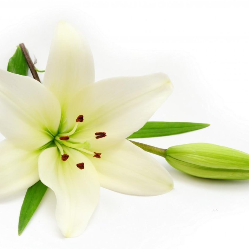 Лилии – королевские цветы для неприступных красавиц