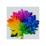 Хризантема одноголовая &laquo;Радужная&raquo;