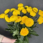 Хризантема кустовая &laquo;Лимончело&raquo;