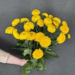 Хризантема кустовая &laquo;Лимончело&raquo;