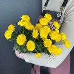 Хризантема кустовая &laquo;Лимончело&raquo;