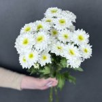 Хризантема кустовая &laquo;Команндер&raquo;