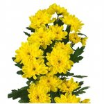 Хризантема кустовая &laquo;Балтика жёлтая&raquo;