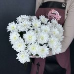 Хризантема кустовая &laquo;Балтика&raquo;