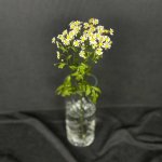 Ромашка &laquo;Кустовая&raquo;