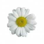 Ромашка &laquo;Крупная&raquo;