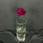 Гвоздика бордовая &laquo;Тёмная&raquo;