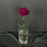 Гвоздика бордовая &laquo;Тёмная&raquo;