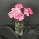 Гвоздика &laquo;Розовая&raquo;