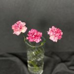 Гвоздика &laquo;Розовая&raquo;