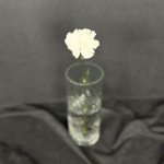 Гвоздика &laquo;Белая&raquo;