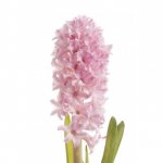Гиацинт &laquo;Нежно-Розовый&raquo;