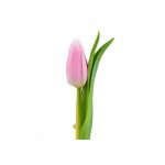 Тюльпан &laquo;Розовый&raquo;