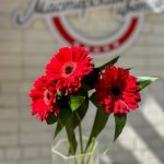 Гербера &laquo;Красная&raquo;