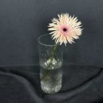 Гербера &laquo;Розовая&raquo;