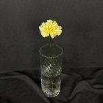 Гвоздика &laquo;Жёлтая&raquo;