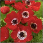 Анемон &laquo;Красный&raquo;