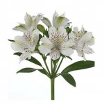 Альстромерия &laquo;Белая&raquo;
