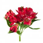 Альстромерия &laquo;Красная&raquo;