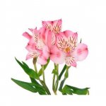 Альстромерия &laquo;Розовая&raquo;