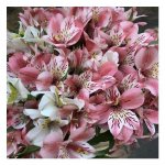 Альстромерия &laquo;Розовая&raquo;