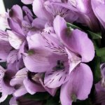 Альстромерия &laquo;Сиреневая&raquo;