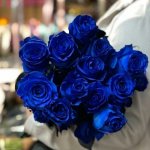 Роза &laquo;Синяя&raquo;