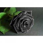Роза &laquo;Чёрная&raquo;