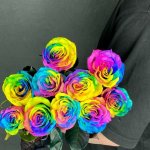 Роза &laquo;Радужная&raquo;