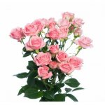 Кустовая роза &laquo;Мелисса&raquo;