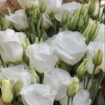 Эустома &laquo;Белая&raquo;