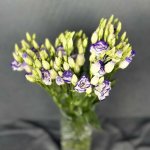 Эустома &laquo;Фиолетовая&raquo;