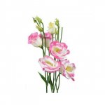 Эустома &laquo;Бело-розовая&raquo;