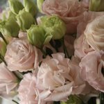 Эустома &laquo;Бело-розовая&raquo;