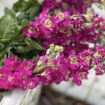 Маттиола &laquo;Розовая&raquo;