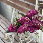 Маттиола &laquo;Розовая&raquo;