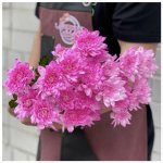 Хризантема кустовая &laquo;Розовая&raquo;