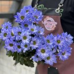 Хризантема кустовая &laquo;Фиолетовая&raquo;